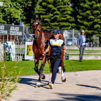 First Horse Inspection - 3 Star (Part 1) (All Photos Online)
