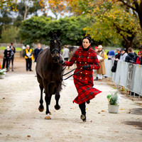 3 Star) (Trot Up) (All Photos Online)