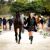 2 Star Junior (Trot Up) (Part 2) (All Photos Online)