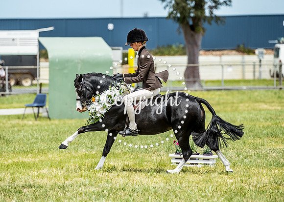 A72I1457 Imperial Black Tie Jessica Sharp