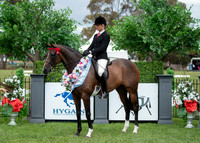 (Class 34 - Ring 1) Small Saddle Hack 15 to 16 hands (Ring 1) (202 Photos Online - Gallery Complete)