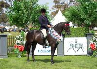 (Class 32 - Ring 1) Small Galloway 14 to 14.2hh (125 Photos Online - Gallery Complete)