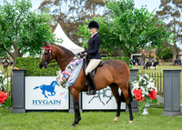 (Class 33 - Ring 1) Open Large Saddle Galloway 14.2 to 15hh (115 Photos Online - Gallery Complete)
